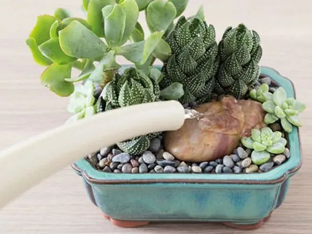 盆栽多肉好養(yǎng)嗎_盆栽室內(nèi)養(yǎng)植物多肉好嗎_多肉植物室內(nèi)盆栽好養(yǎng)