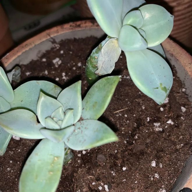 多肉植物室內(nèi)盆栽好養(yǎng)_盆栽室內(nèi)養(yǎng)植物多肉好嗎_盆栽多肉好養(yǎng)嗎