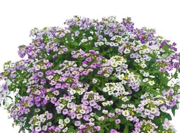 巧克力花冬天能修剪嗎_巧克力花過冬_巧克力花冬天怎么養(yǎng)