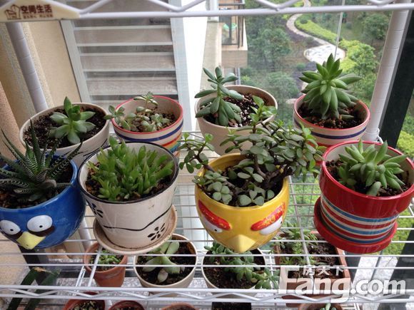 家居裝修陽(yáng)臺(tái)風(fēng)水禁忌 陽(yáng)臺(tái)種植什么植物好