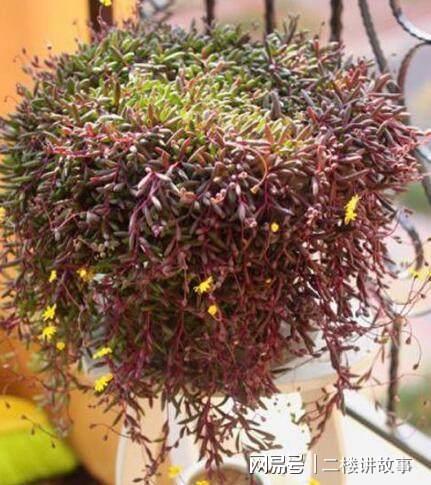 凈化空氣植物多肉_凈化空氣植物多肉怎么養(yǎng)_凈化空氣植物多肉好養(yǎng)嗎