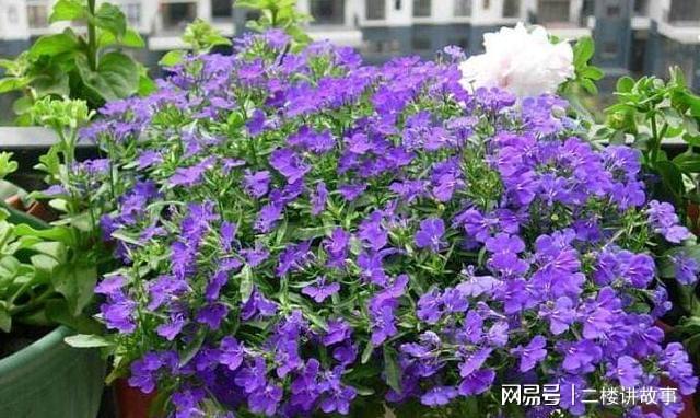 凈化空氣植物多肉好養(yǎng)嗎_凈化空氣植物多肉_凈化空氣植物多肉怎么養(yǎng)