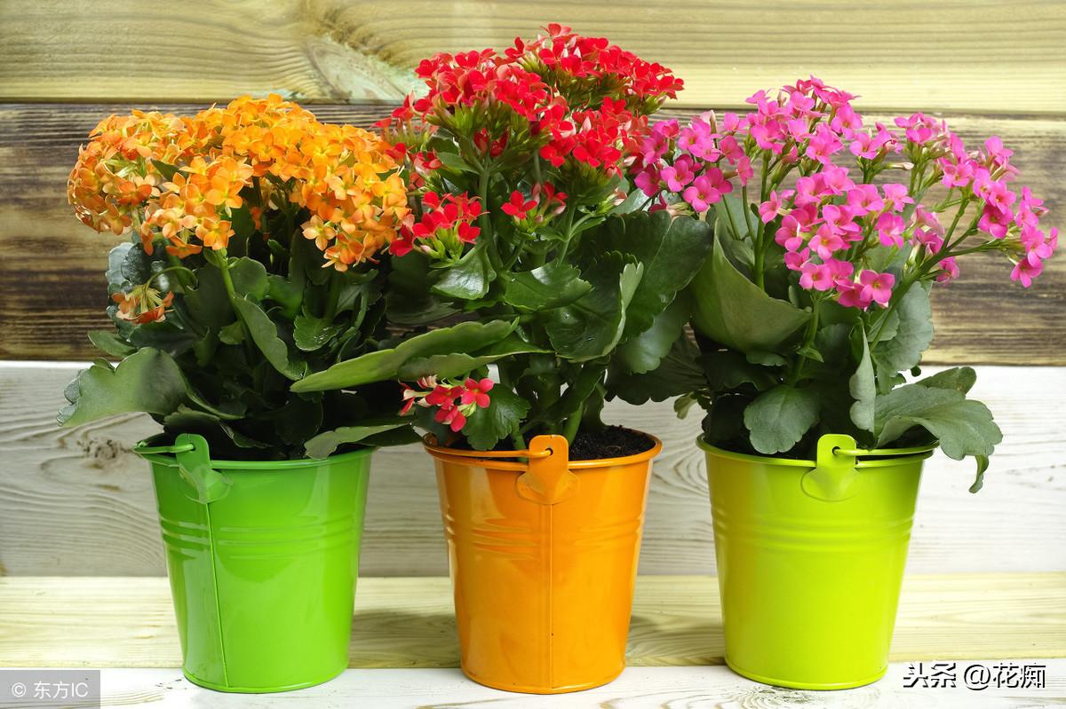 冬養(yǎng)綠植適合天然環(huán)境嗎_適合冬天養(yǎng)的綠植_冬天適合養(yǎng)植物