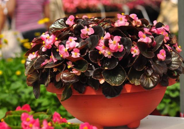 花卉宿根是什么意思_宿根花卉根系_宿根花卉有哪些