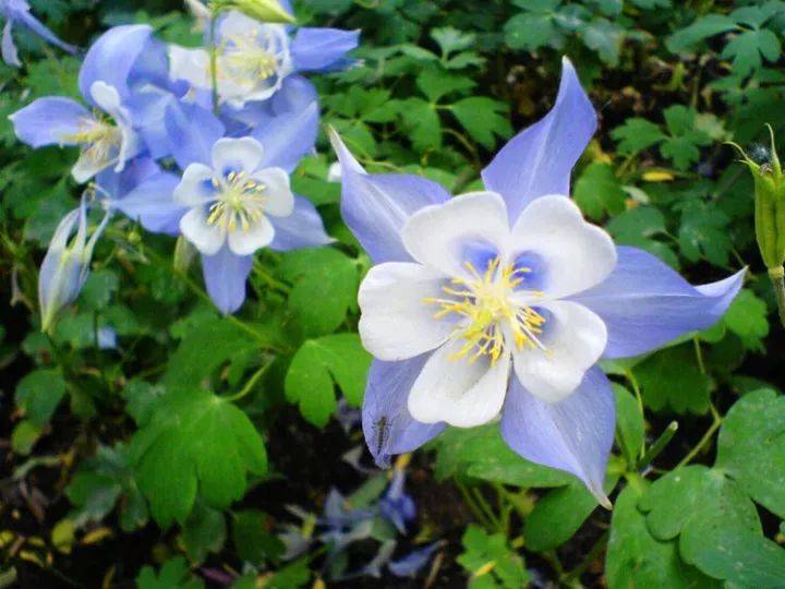 宿根花卉根系_宿根花卉有哪些_花卉宿根是什么意思