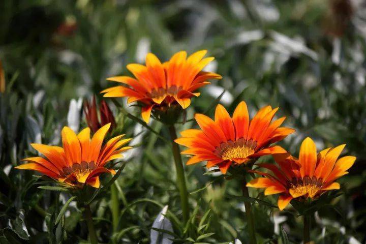 宿根花卉根系_宿根花卉有哪些_花卉宿根是什么意思