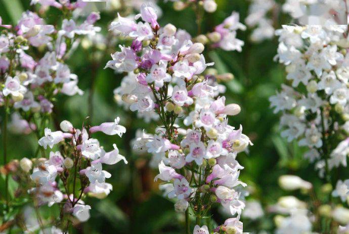 宿根花卉有哪些_花卉宿根是什么意思_宿根花卉根系