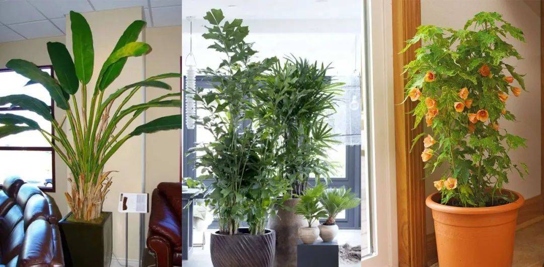 想養(yǎng)熱帶盆栽植物，可考慮這5種觀葉植物和4種開花植物