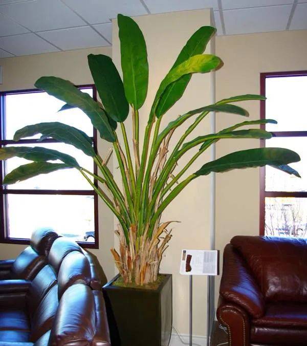 室內養(yǎng)什么植物最好排名_室內比較好養(yǎng)的植物_室內植物哪個好養(yǎng)活