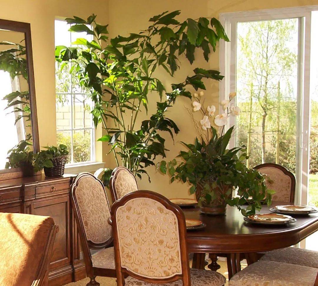 室內植物哪個好養(yǎng)活_室內養(yǎng)什么植物最好排名_室內比較好養(yǎng)的植物