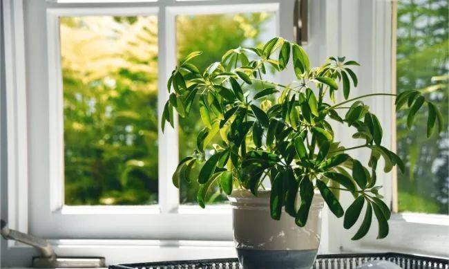 室內植物哪個好養(yǎng)活_室內養(yǎng)什么植物最好排名_室內比較好養(yǎng)的植物