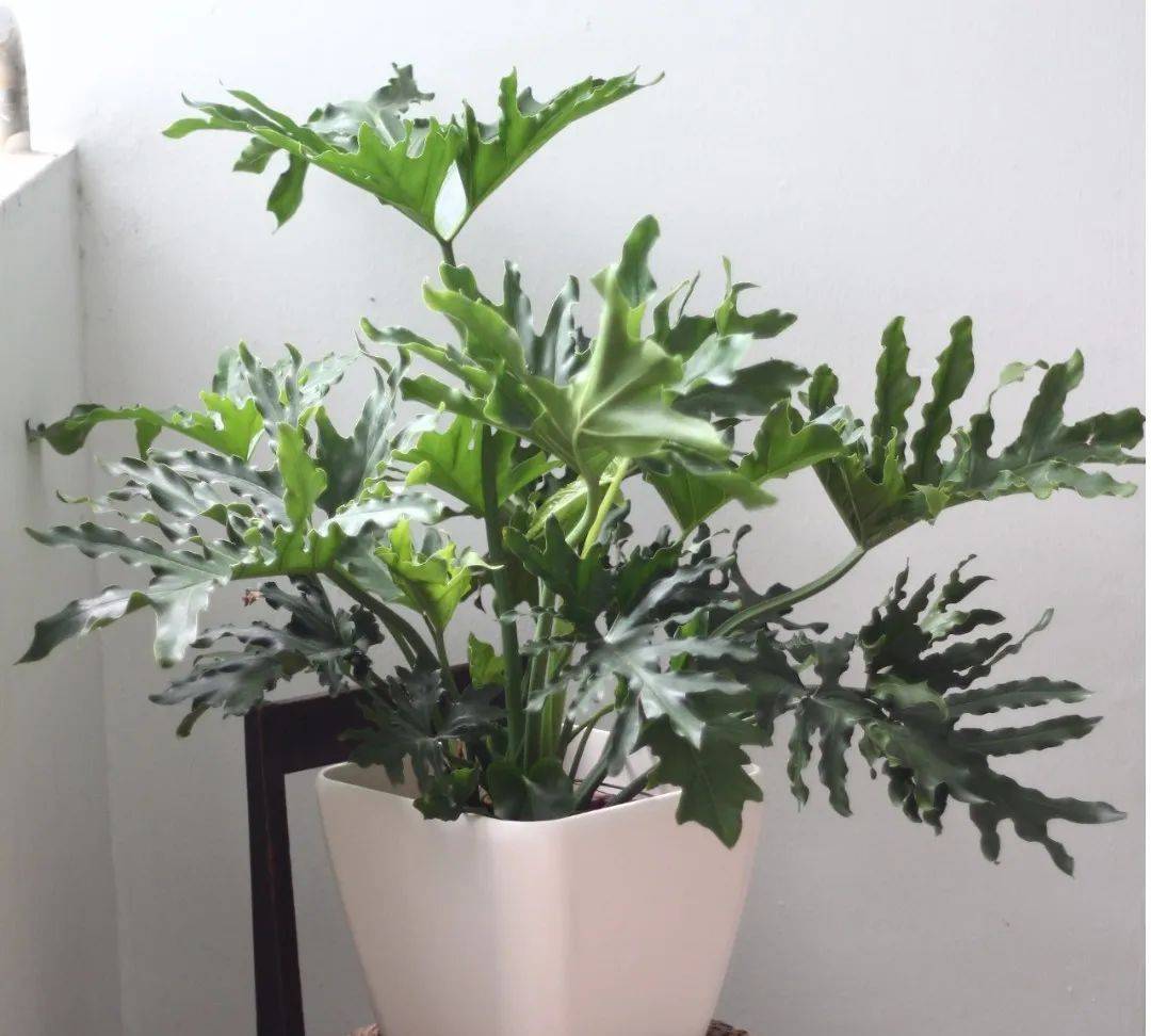 室內植物哪個好養(yǎng)活_室內比較好養(yǎng)的植物_室內養(yǎng)什么植物最好排名