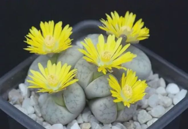 粉色花的多肉_粉色多肉都有哪些_開粉色花的多肉植物