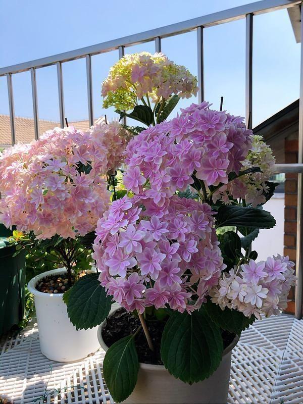 9種“喜陰花”，好養(yǎng)有格調(diào)，光線不好養(yǎng)一盆，北陽(yáng)臺(tái)也能美美噠