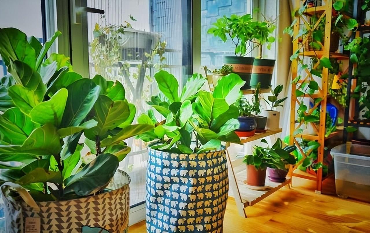 家庭養(yǎng)花的選擇_家里養(yǎng)什么花最好?有8種是首選_家里養(yǎng)花就選幾種