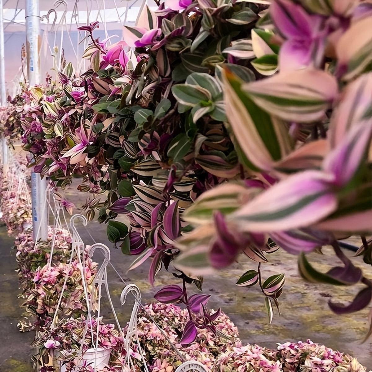 家里養(yǎng)花就選幾種_家庭養(yǎng)花的選擇_家里養(yǎng)什么花最好?有8種是首選