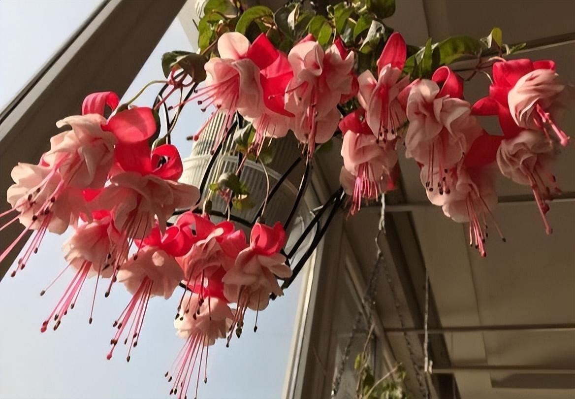 家里養(yǎng)什么花最好?有8種是首選_家里養(yǎng)花就選幾種_家庭養(yǎng)花的選擇