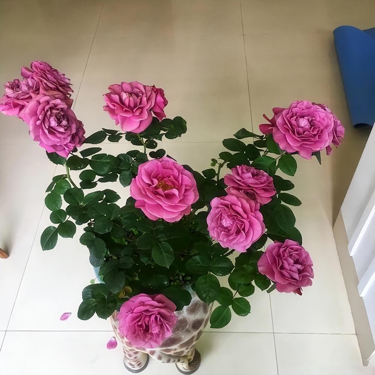 家庭養(yǎng)花的選擇_家里養(yǎng)什么花最好?有8種是首選_家里養(yǎng)花就選幾種