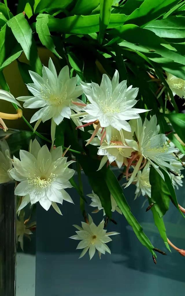 家里養(yǎng)花就選幾種_家庭養(yǎng)花的選擇_家里養(yǎng)什么花最好?有8種是首選