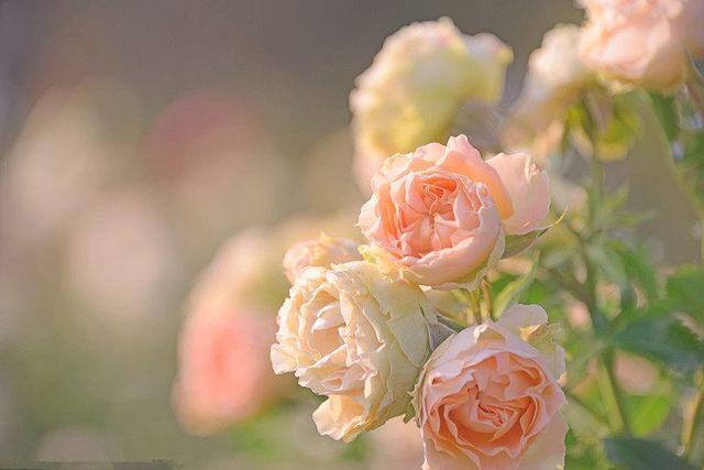 擺這10種綠植，你家有的話，趕緊移到室外去！