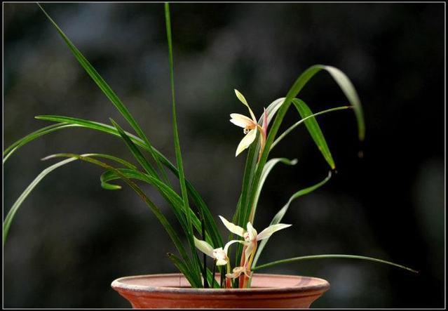 室外綠植有哪些品種_室外綠植圖片大全欣賞_室外綠植