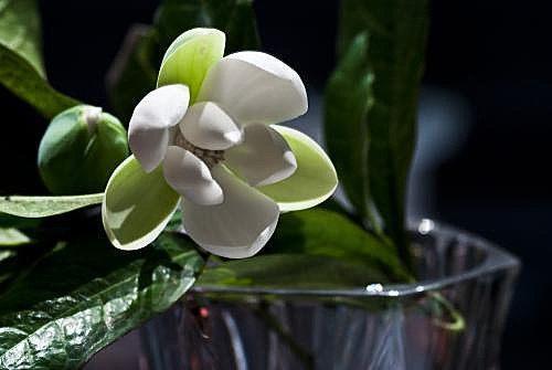 室外綠植圖片大全欣賞_室外綠植有哪些品種_室外綠植