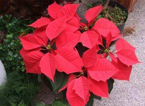 室外綠植_室外綠植有哪些品種_室外綠植圖片大全欣賞