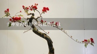 冬天家里適合養(yǎng)什么綠植_冬天適合養(yǎng)什么綠植在屋內(nèi)_冬養(yǎng)綠植適合家天里的客廳嗎