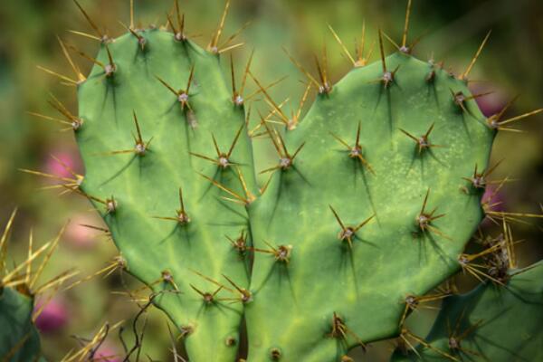 綠植好養(yǎng)_最好養(yǎng)活的綠植_養(yǎng)綠植養(yǎng)的好有什么寓意