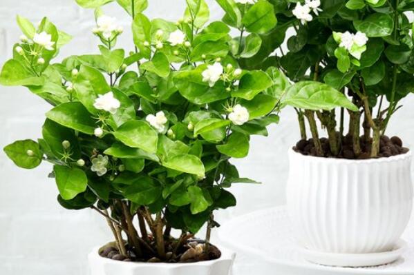 養(yǎng)綠植養(yǎng)的好有什么寓意_最好養(yǎng)活的綠植_綠植好養(yǎng)