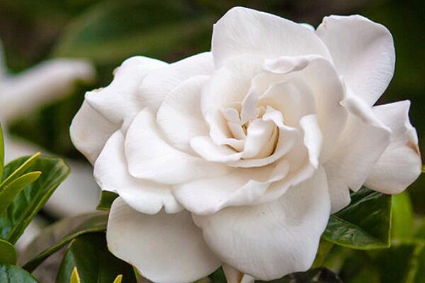 養(yǎng)綠植養(yǎng)的好有什么寓意_綠植好養(yǎng)_最好養(yǎng)活的綠植