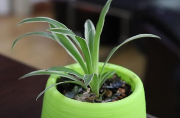 養(yǎng)綠植養(yǎng)的好有什么寓意_最好養(yǎng)活的綠植_綠植好養(yǎng)