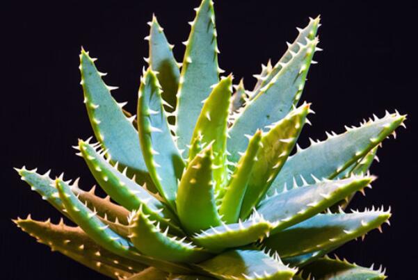 最好養(yǎng)活的綠植_養(yǎng)綠植養(yǎng)的好有什么寓意_綠植好養(yǎng)