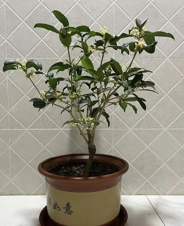 室內(nèi)養(yǎng)綠植的好處_室內(nèi)養(yǎng)綠植有什么好處_好處室內(nèi)養(yǎng)綠植的句子