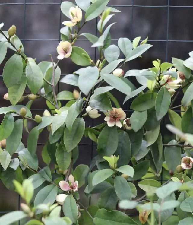 室內(nèi)養(yǎng)綠植有什么好處_好處室內(nèi)養(yǎng)綠植的句子_室內(nèi)養(yǎng)綠植的好處