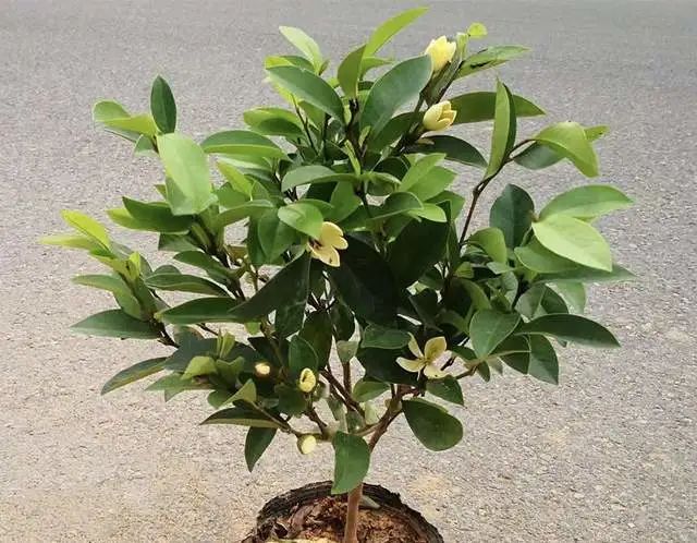 室內(nèi)養(yǎng)綠植的好處_好處室內(nèi)養(yǎng)綠植的句子_室內(nèi)養(yǎng)綠植有什么好處