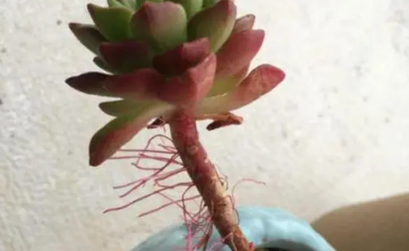 多肉花紋玉_玉多肉怎么養(yǎng)_多肉植物緋花玉