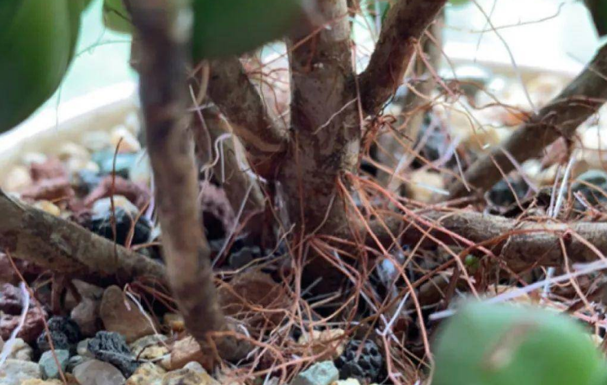 玉多肉怎么養(yǎng)_多肉花紋玉_多肉植物緋花玉