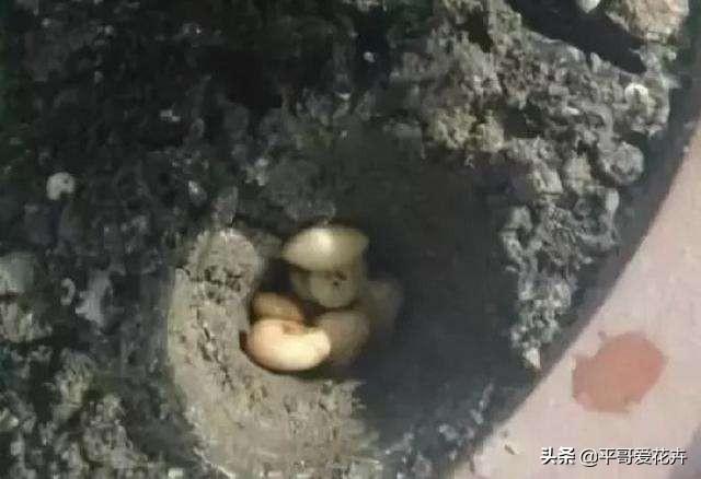 金枝玉葉花可以水培嗎_金枝玉葉水培好還是土培好_水培金枝玉葉花怎么養(yǎng)才能養(yǎng)好