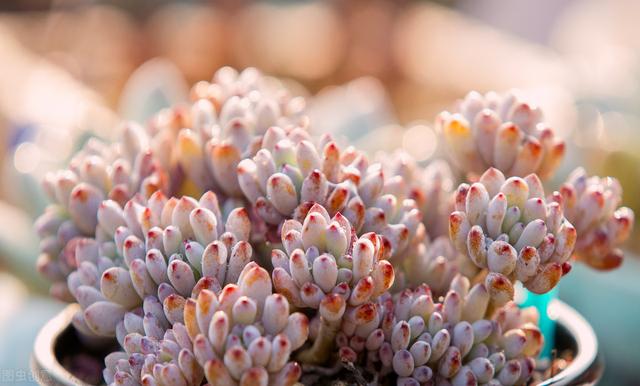 種植多肉花盆選擇_種植多肉花盆多大比較好養(yǎng)_多肉的花怎么種植