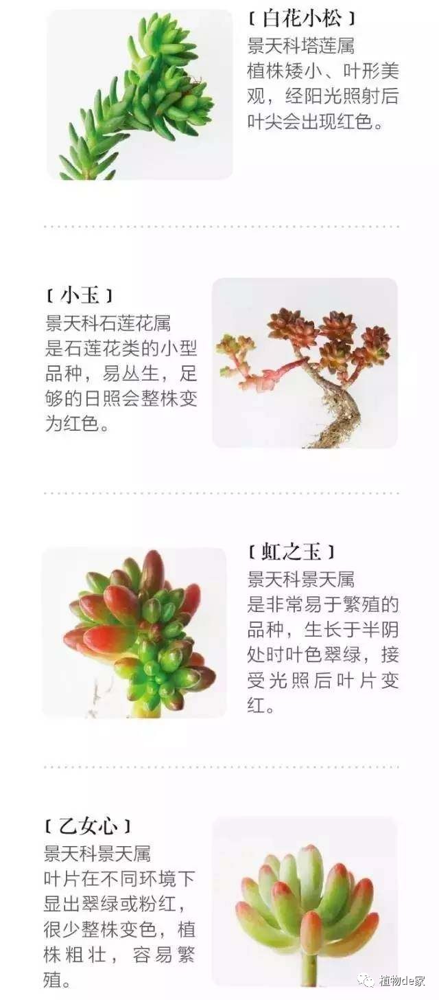 種植物多肉的觀察日記_種植物多肉的花盆和那些大彩鋼_一種植物多肉