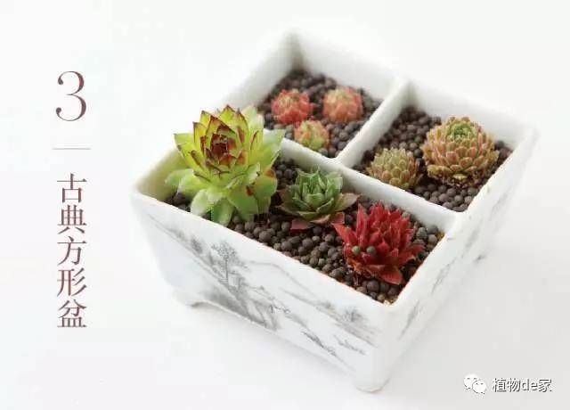 一種植物多肉_種植物多肉的觀察日記_種植物多肉的花盆和那些大彩鋼