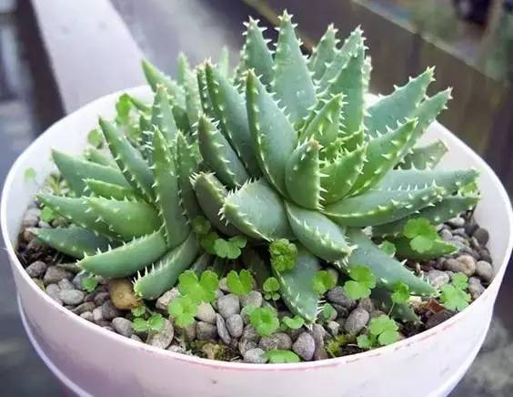 床頭柜適合擺植物嗎_床頭柜放什么綠植好_床頭柜適合放綠蘿嗎