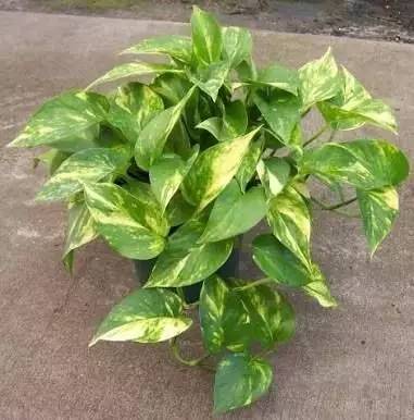 好養(yǎng)的大型綠植_養(yǎng)大型綠植好還是小型_大型綠植好養(yǎng)活