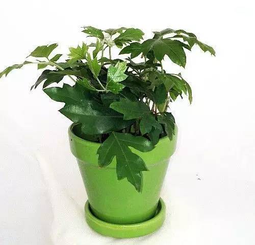 好養(yǎng)的大型綠植_養(yǎng)大型綠植好還是小型_大型綠植好養(yǎng)活