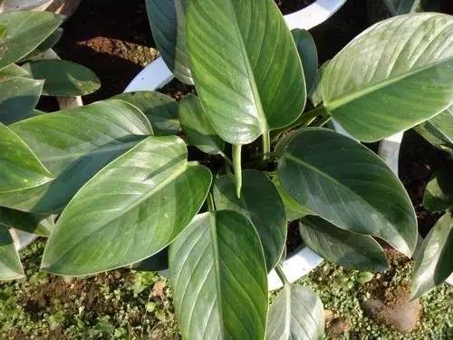 大型綠植好養(yǎng)活_好養(yǎng)的大型綠植_養(yǎng)大型綠植好還是小型