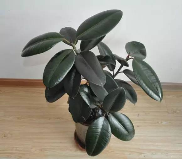 養(yǎng)大型綠植好還是小型_大型綠植好養(yǎng)活_好養(yǎng)的大型綠植