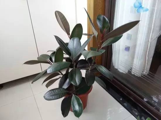 養(yǎng)大型綠植好還是小型_大型綠植好養(yǎng)活_好養(yǎng)的大型綠植