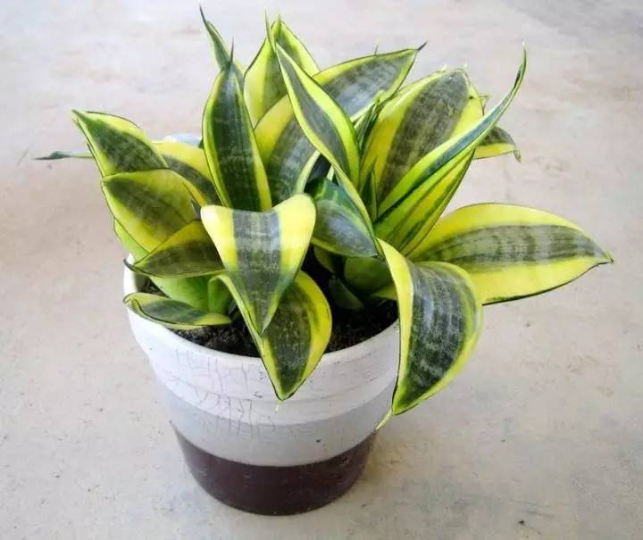 養(yǎng)大型綠植好還是小型_大型綠植好養(yǎng)活_好養(yǎng)的大型綠植