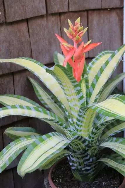 大型綠植好養(yǎng)活_好養(yǎng)的大型綠植_養(yǎng)大型綠植好還是小型